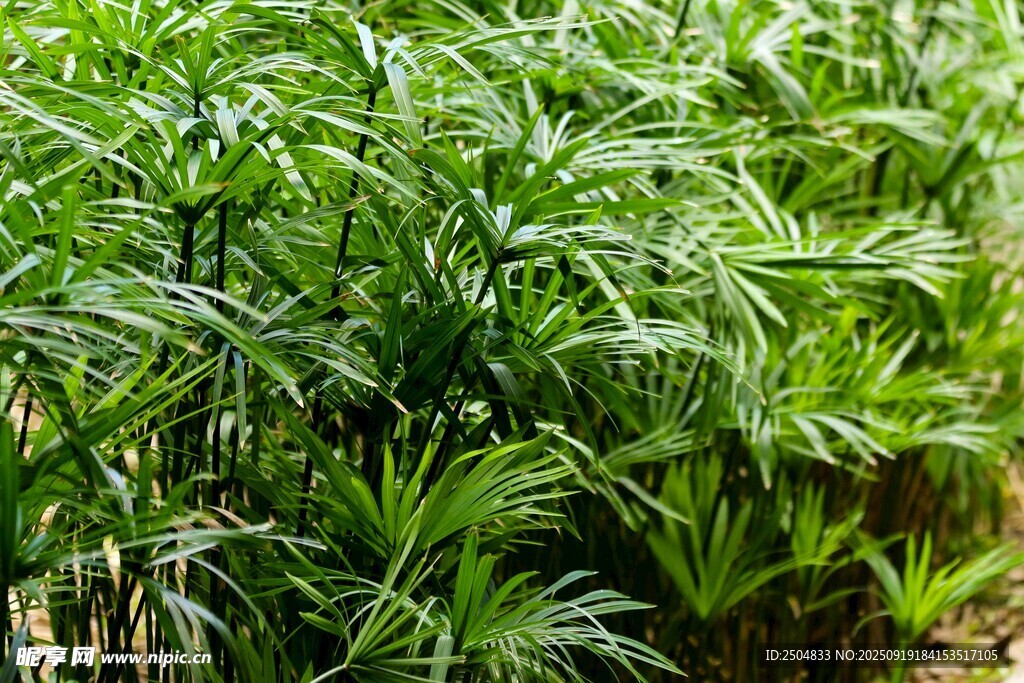 茂密绿植景观