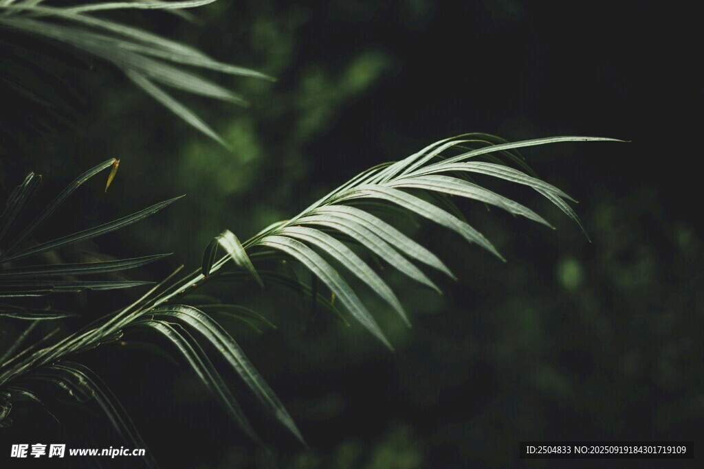翠绿舒展的羽状植物叶片