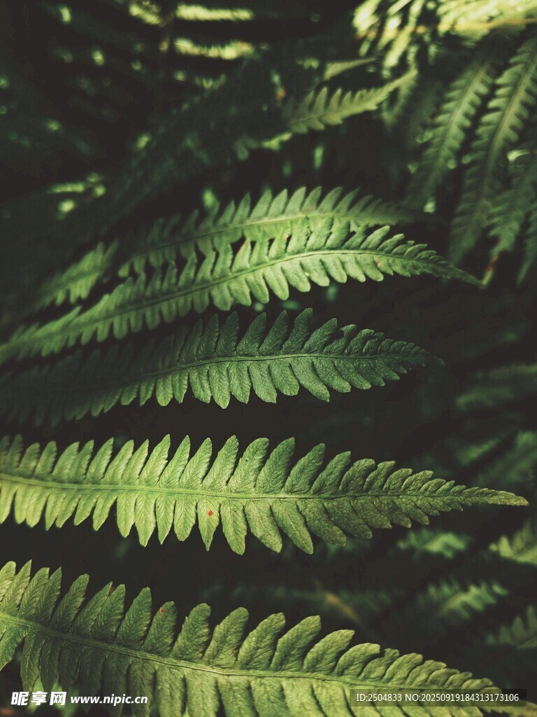 翠绿蕨类叶片特写
