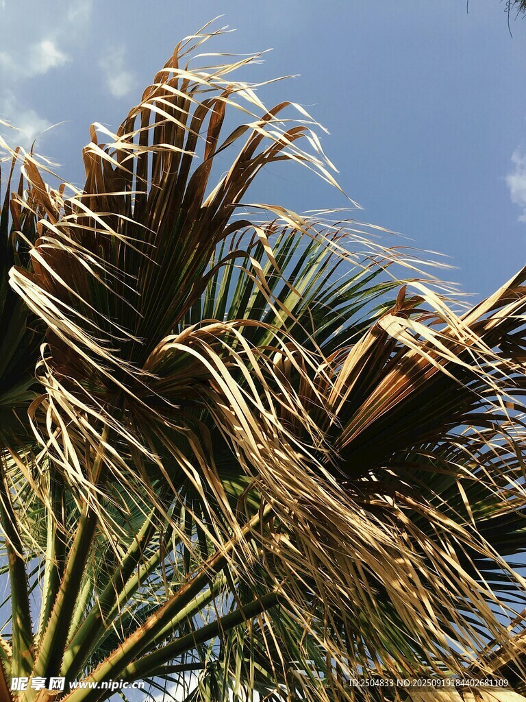干枯的棕榈树叶