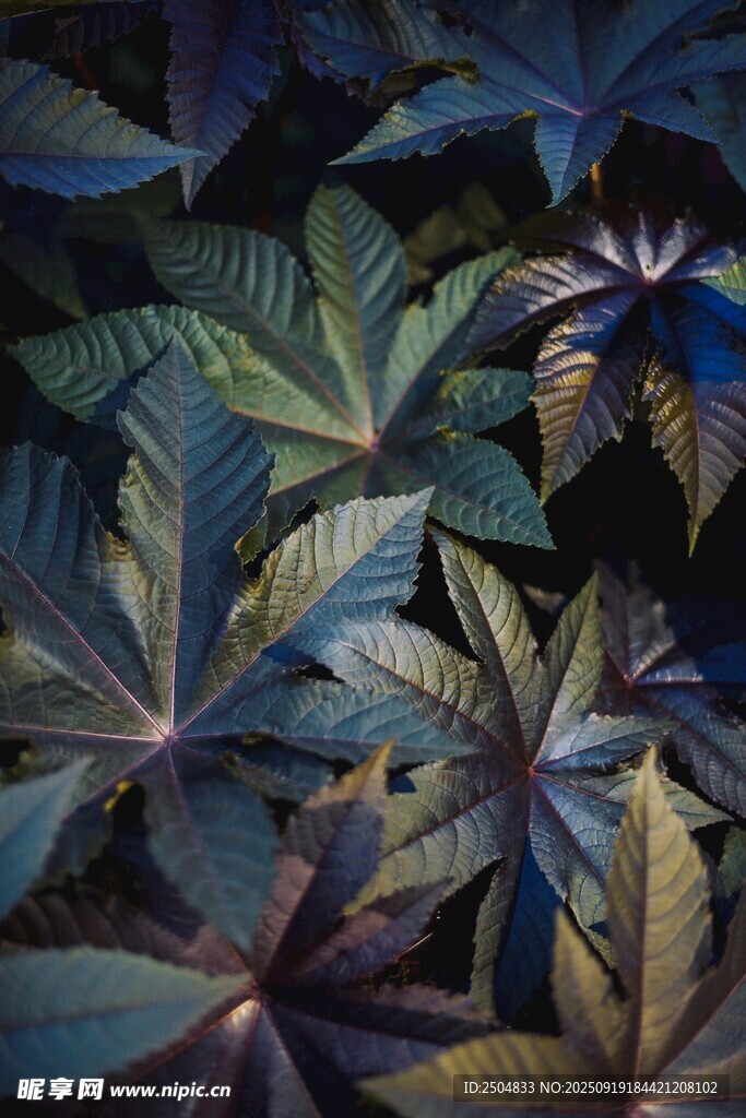 斑斓叶片的自然之美