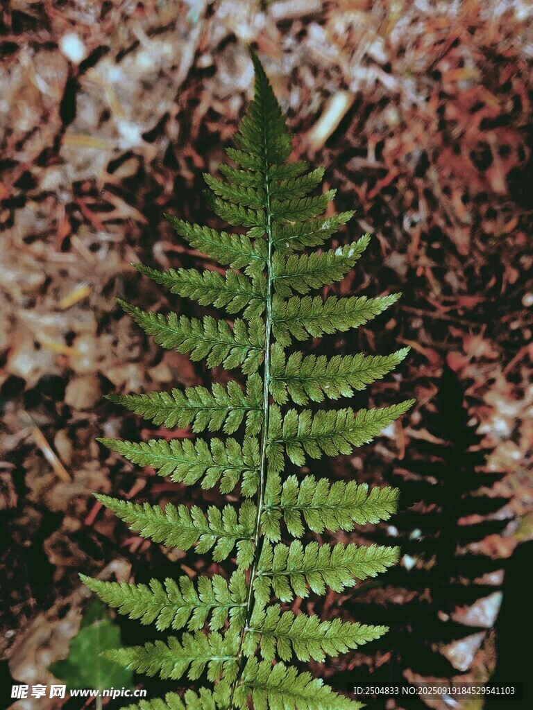翠绿蕨类植物特写