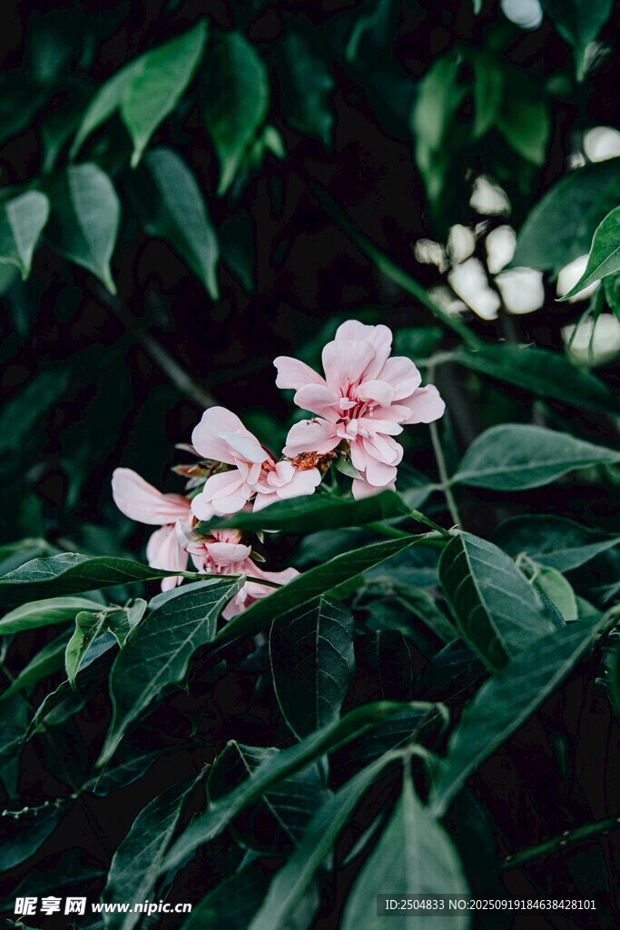 粉色小花绽放绿叶间