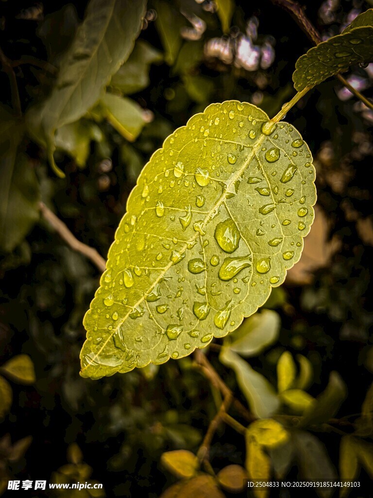 带水珠的翠绿叶片