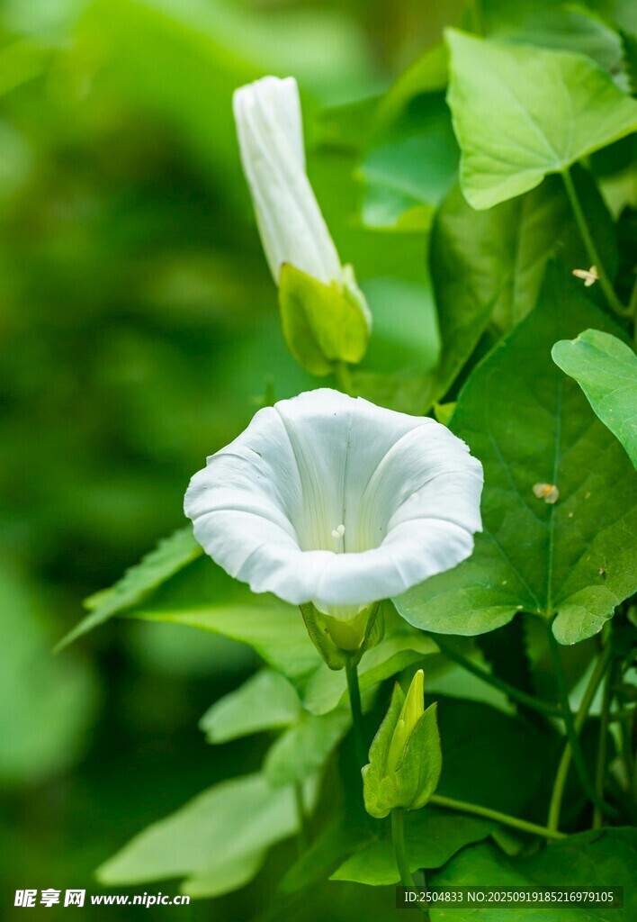 白色牵牛花绽放绿叶间