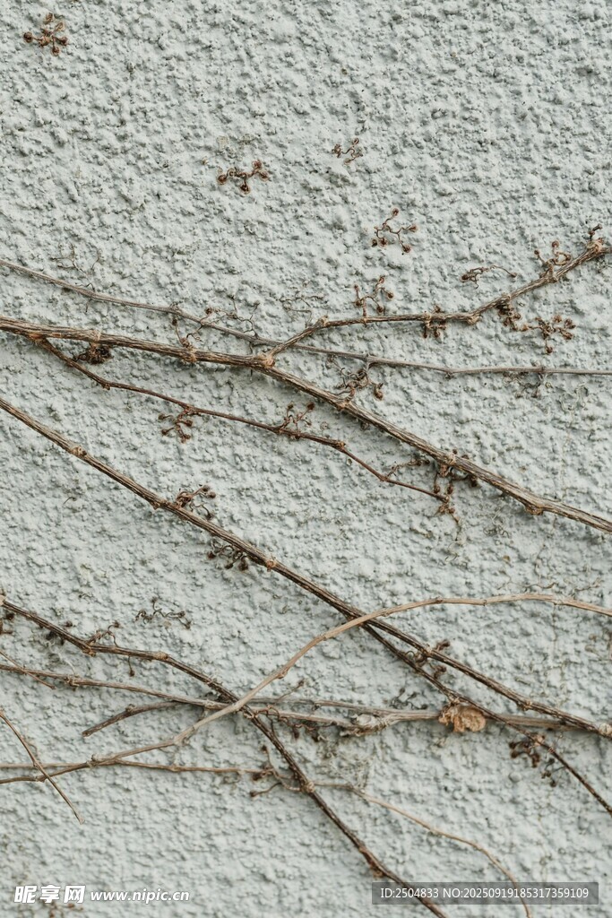 墙面攀附的干枯藤蔓