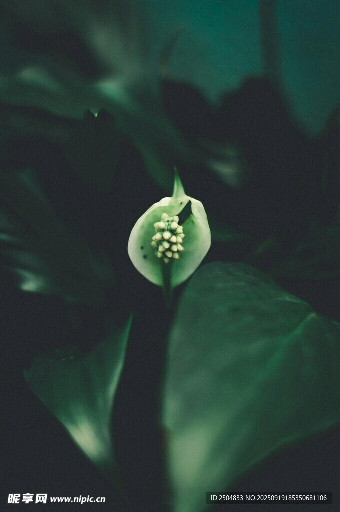 绿叶上的精致蜗牛