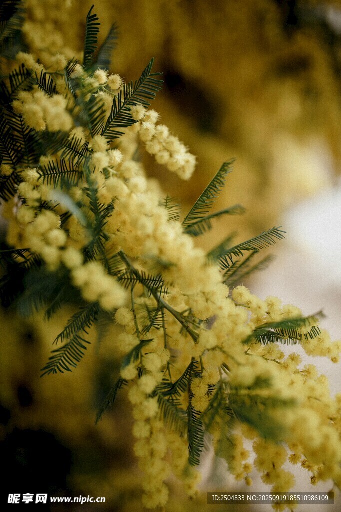 金黄含羞草花簇特写