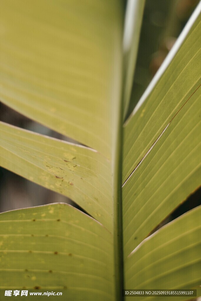 翠绿叶片上的晶莹水珠