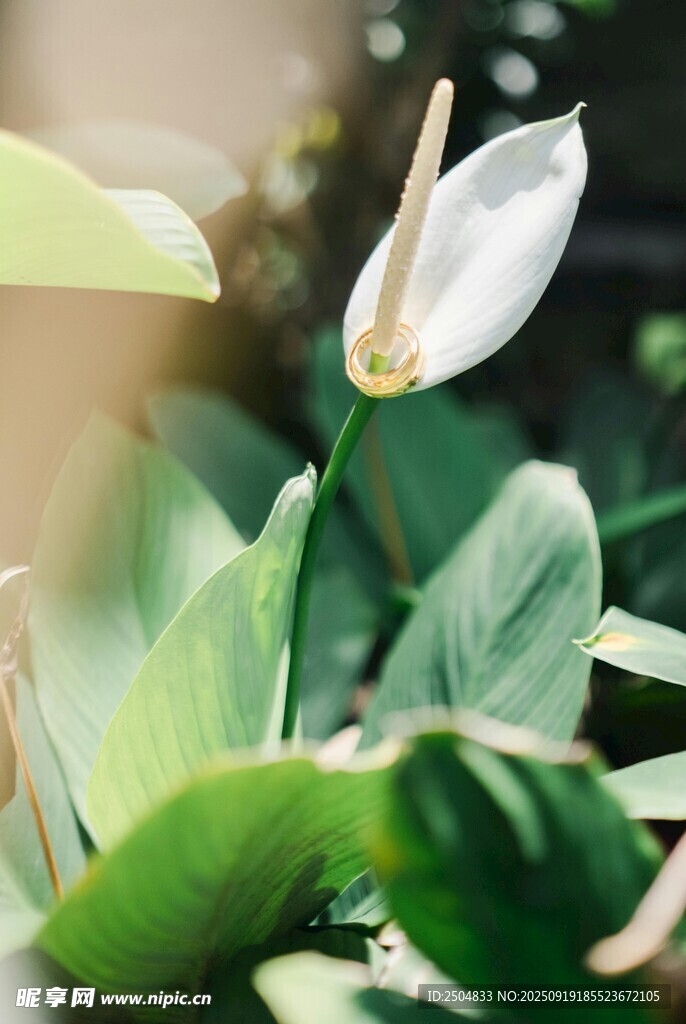 白色海芋花绽放绿意间