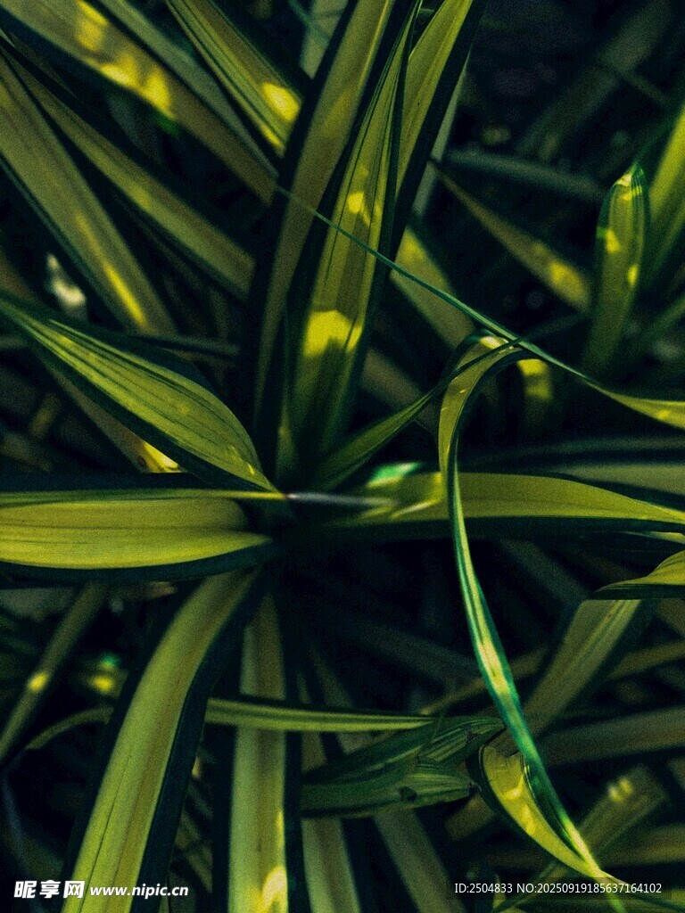 翠绿叶片特写