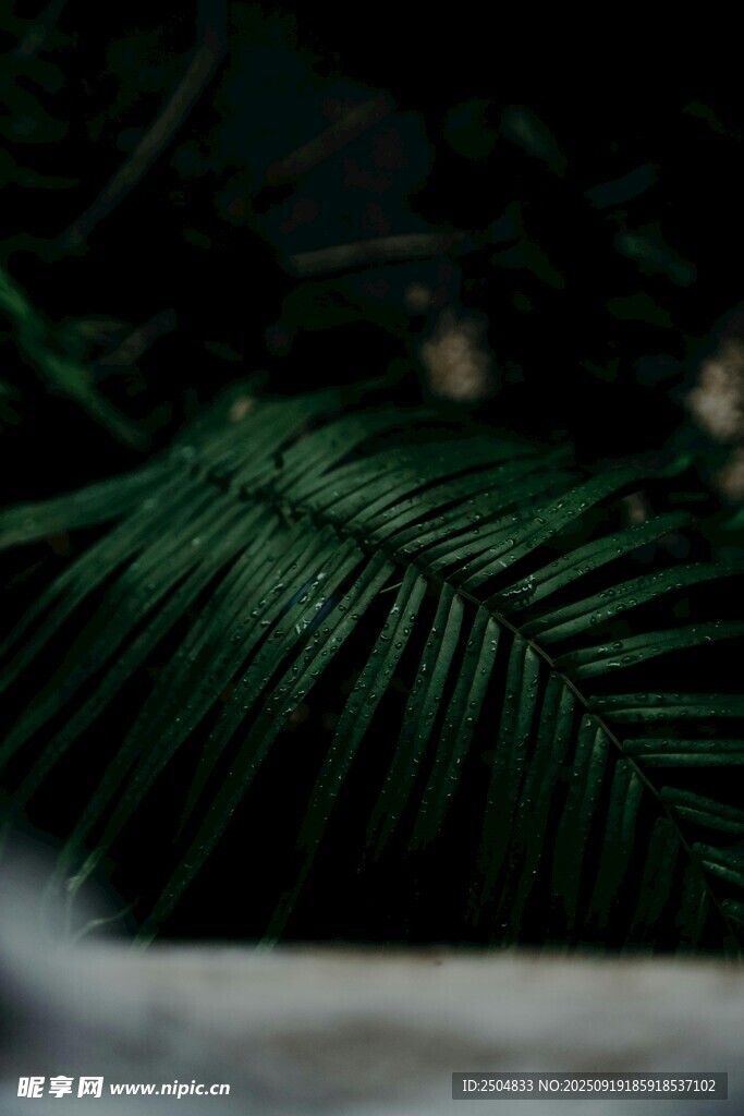 翠绿棕榈叶 自然清新风