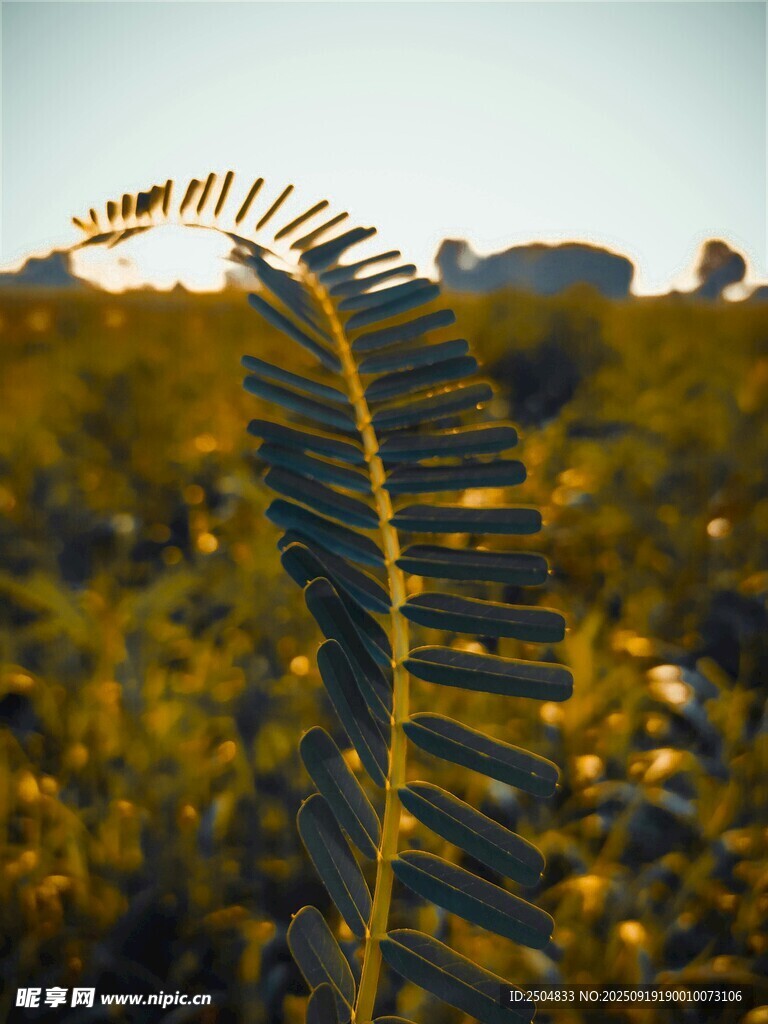 阳光下的蕨类植物叶片