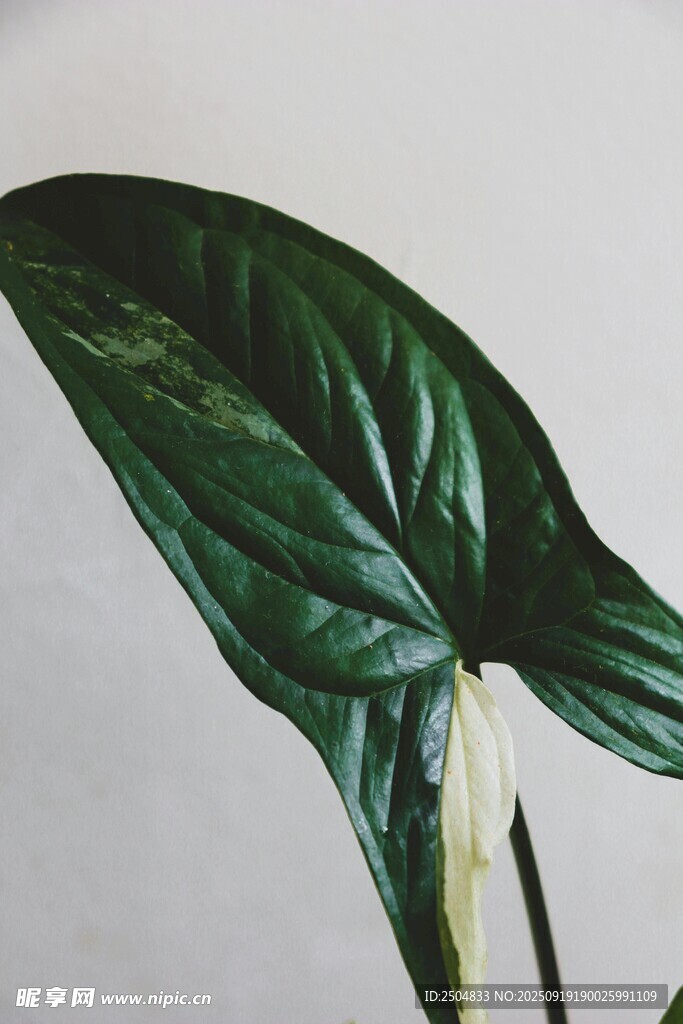 翠绿舒展的热带植物叶片