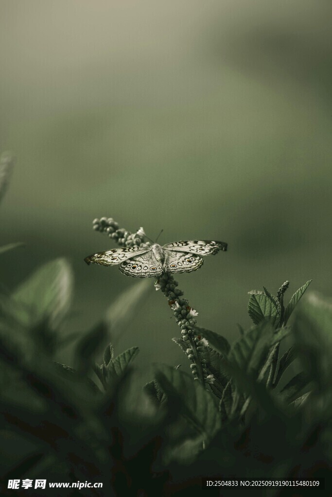 草尖上的蜻蜓