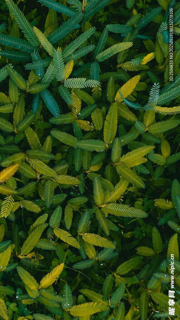翠绿嫩黄相间的植物叶片