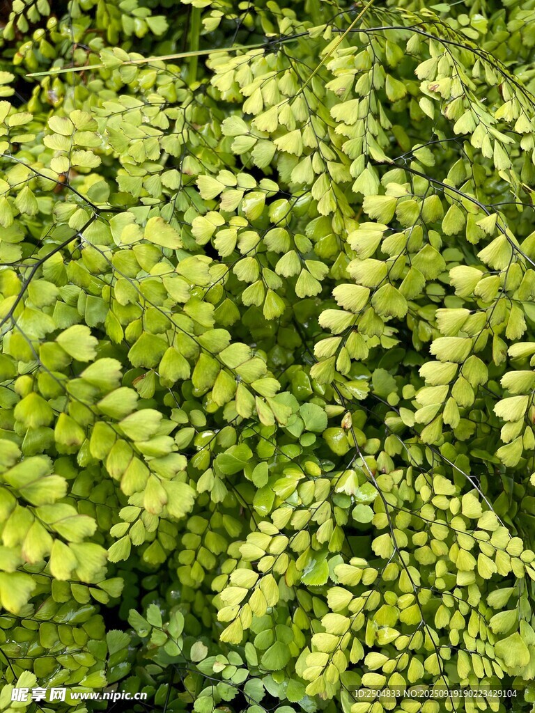 翠绿蕨类植物叶片特写