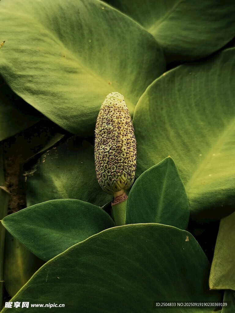 海芋植物特写