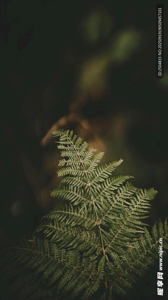 蕨类植物特写