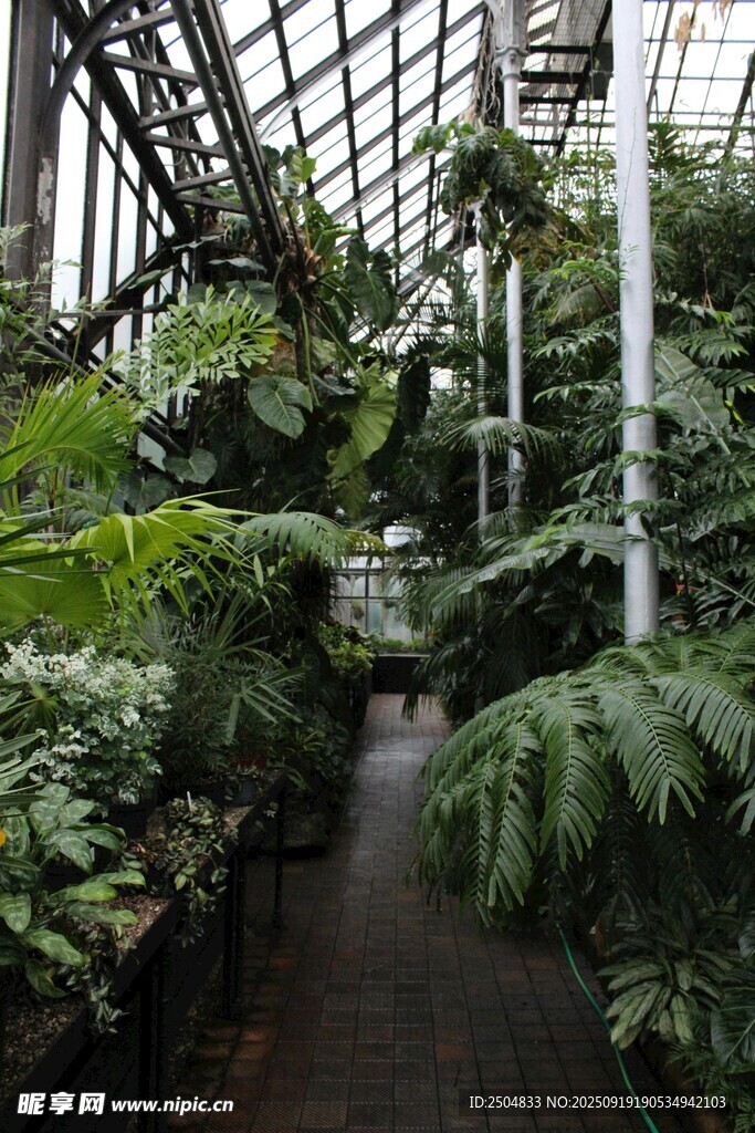 温室中的繁茂绿植景观