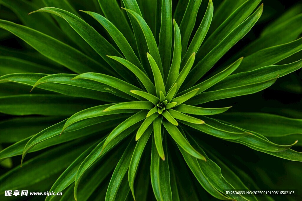 绿色植物叶片特写