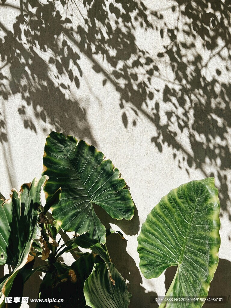 绿叶光影下的自然景致