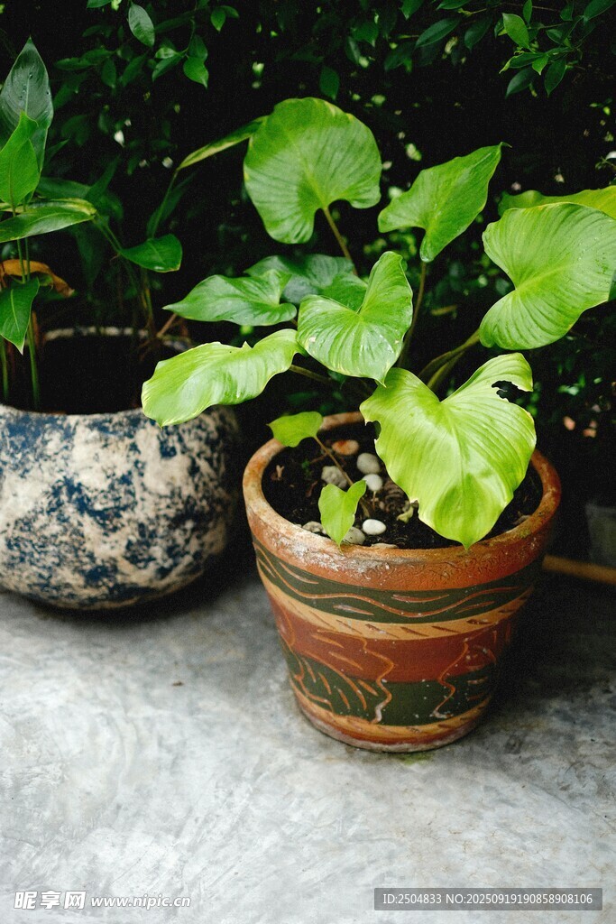陶盆绿植 展现自然小景