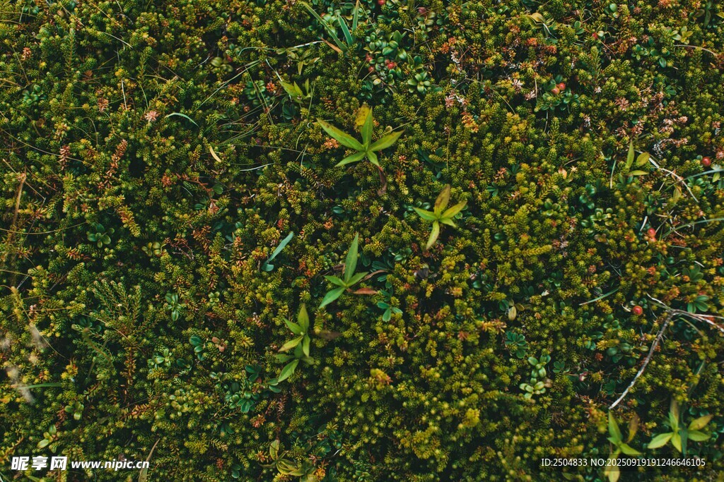 茂密绿植景观