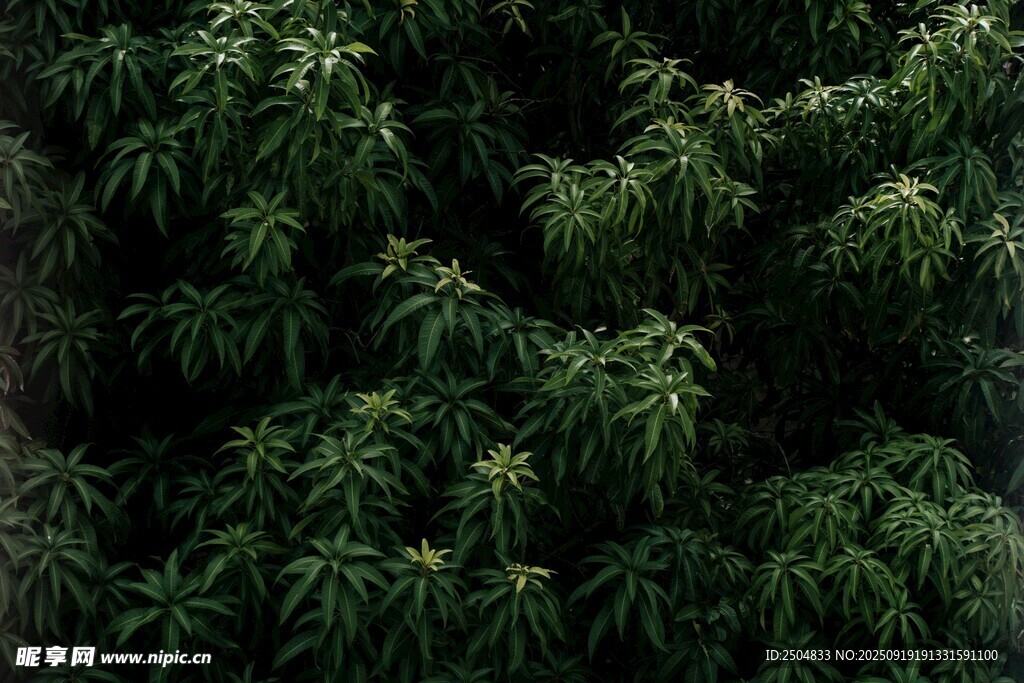 茂密绿植景观