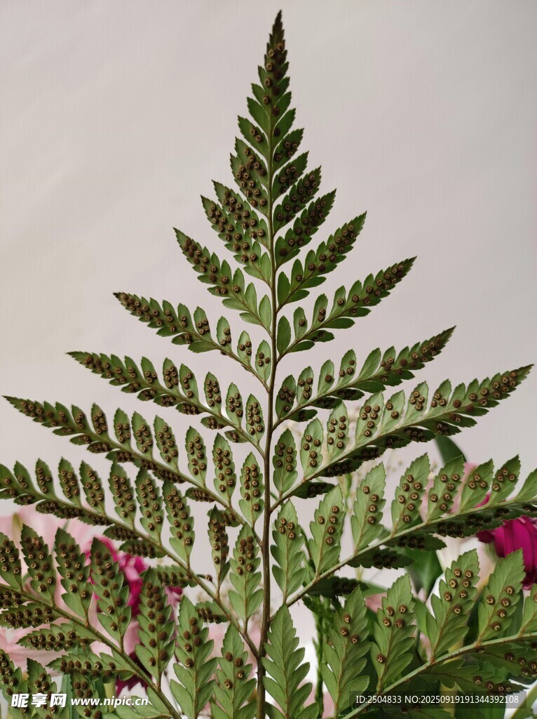 蕨类植物特写