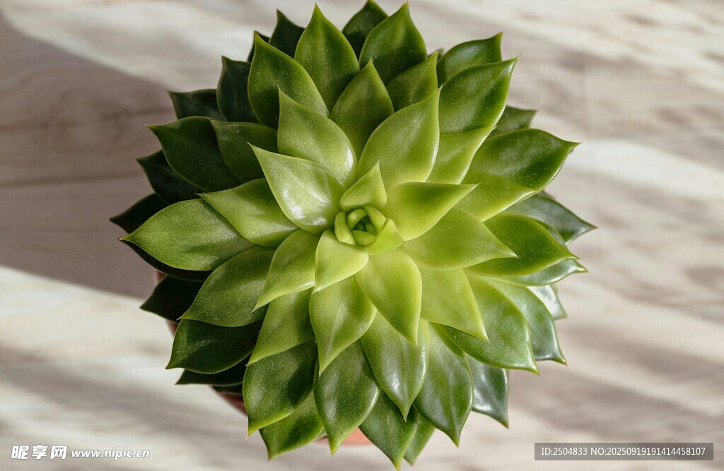 翠绿多肉植物特写