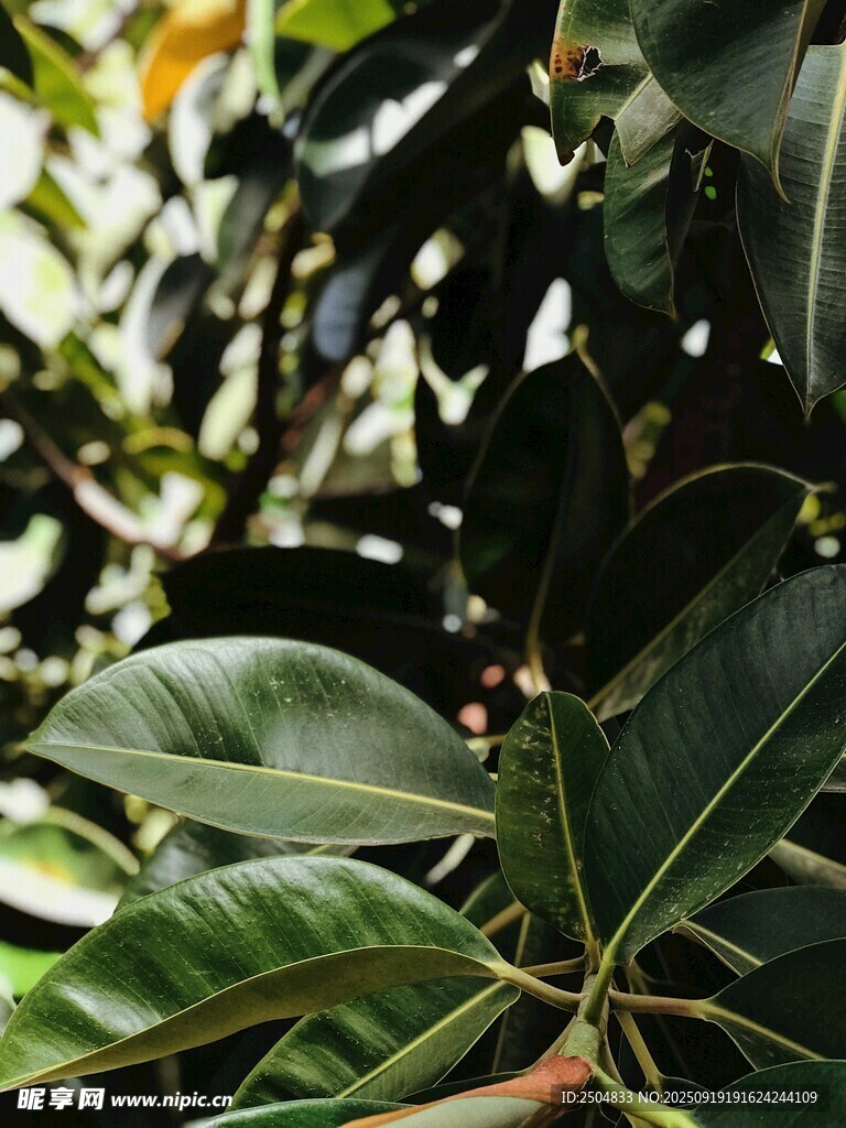 绿叶繁茂的植物特写