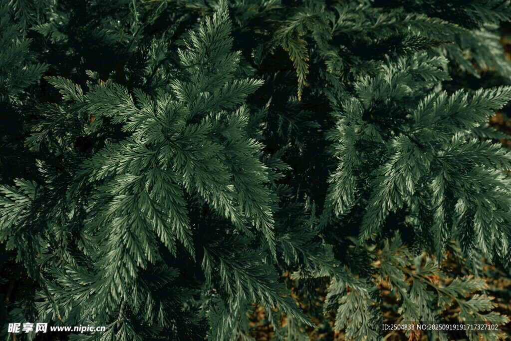 茂密翠绿的棕榈植物景观