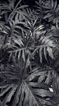 深色调羽状叶片植物图