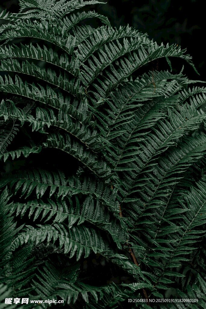 翠绿蕨类植物特写