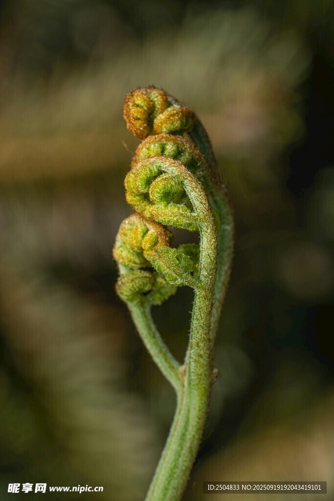 卷曲的蕨类植物嫩芽