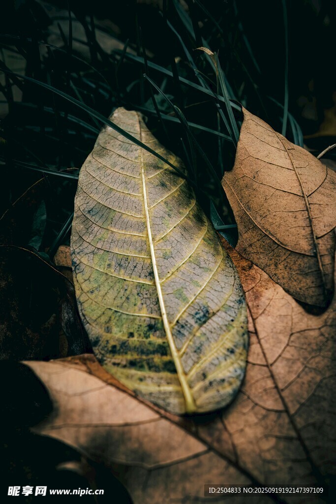 枯叶特写 自然的岁月痕迹