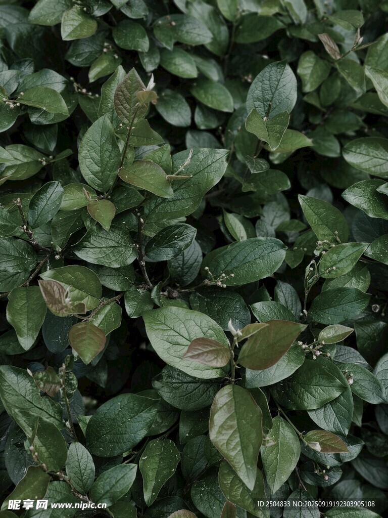 绿叶植物特写