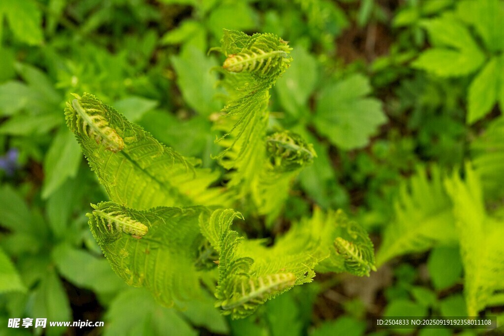 翠绿蕨类植物特写