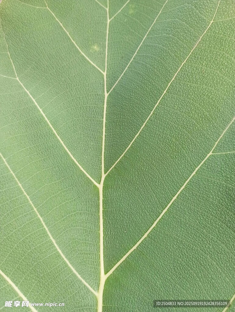 绿叶纹理特写