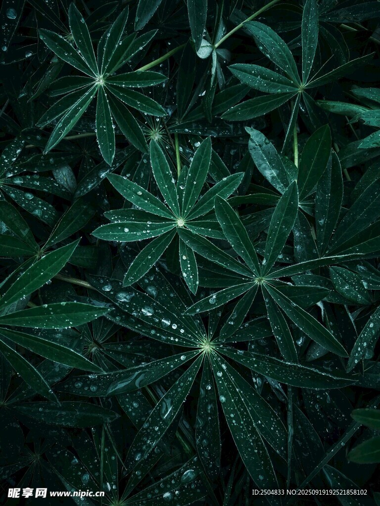 翠绿叶片上的晶莹水珠