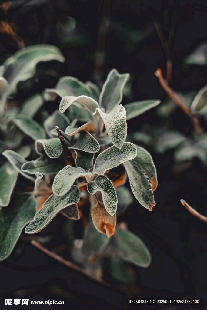 覆霜绿植特写