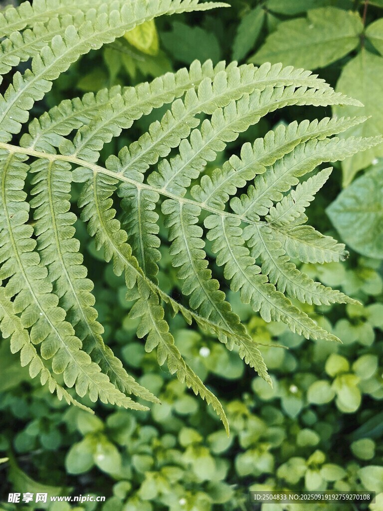 翠绿蕨类叶片特写