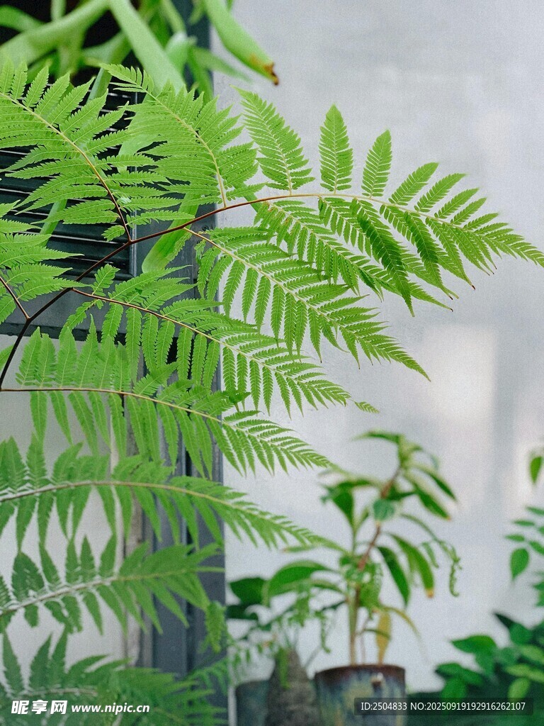 翠绿蕨类植物清新景致
