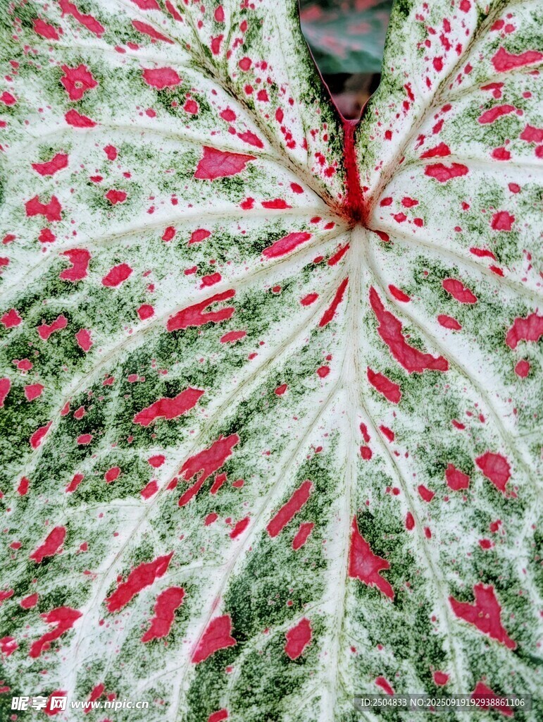 斑斓花叶特写