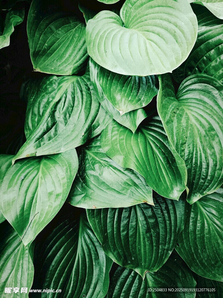 翠绿玉簪叶特写
