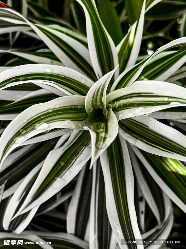 银边绿植特写