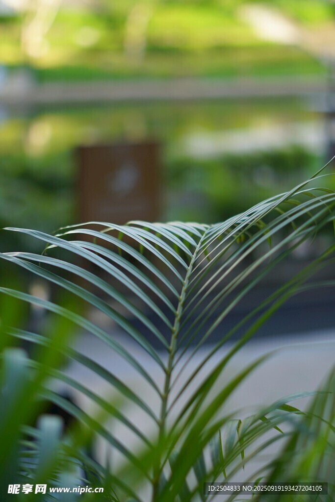 翠绿棕榈叶特写
