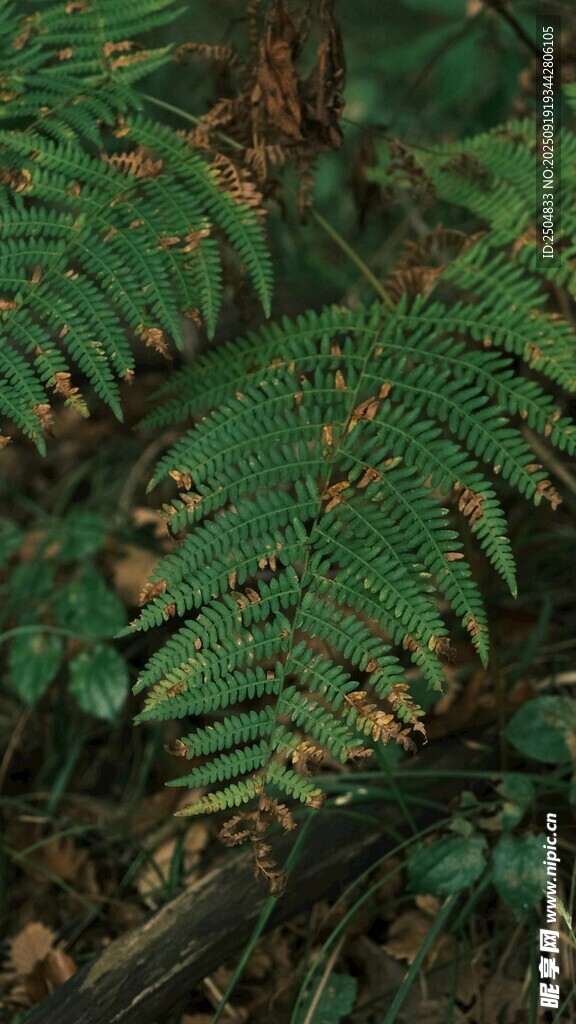 翠绿蕨类植物特写