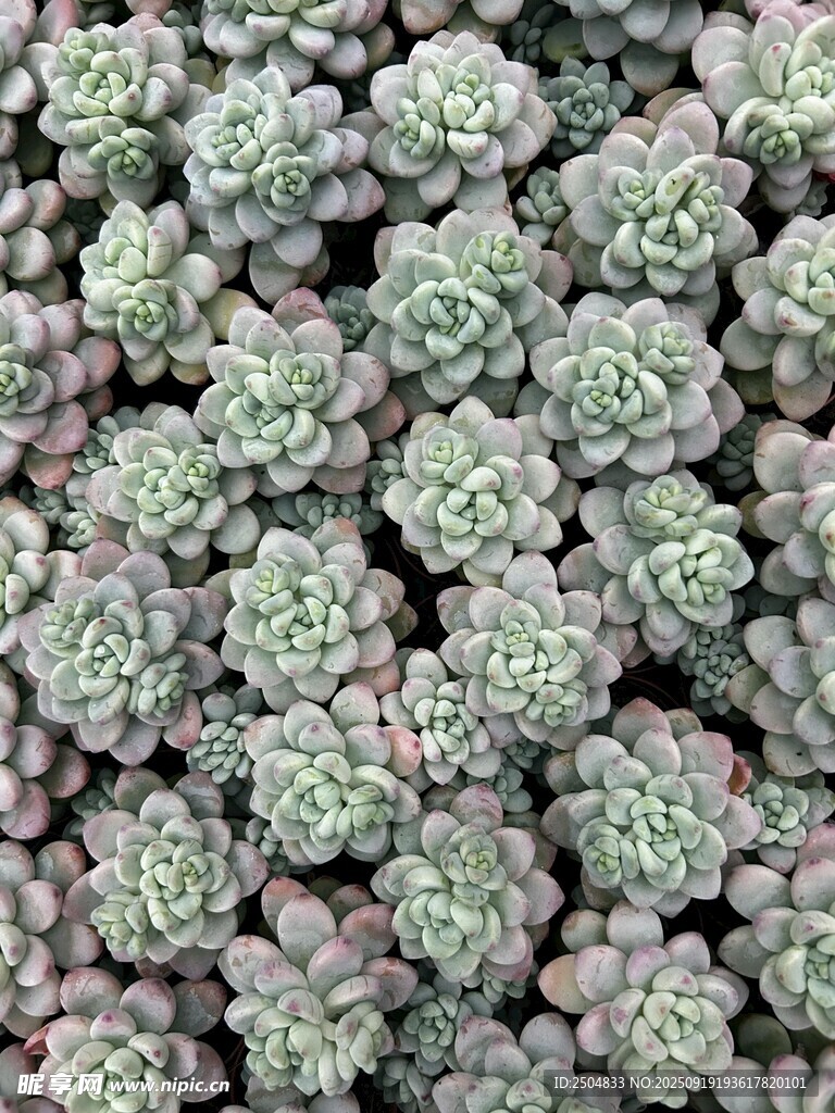 密集多肉植物特写